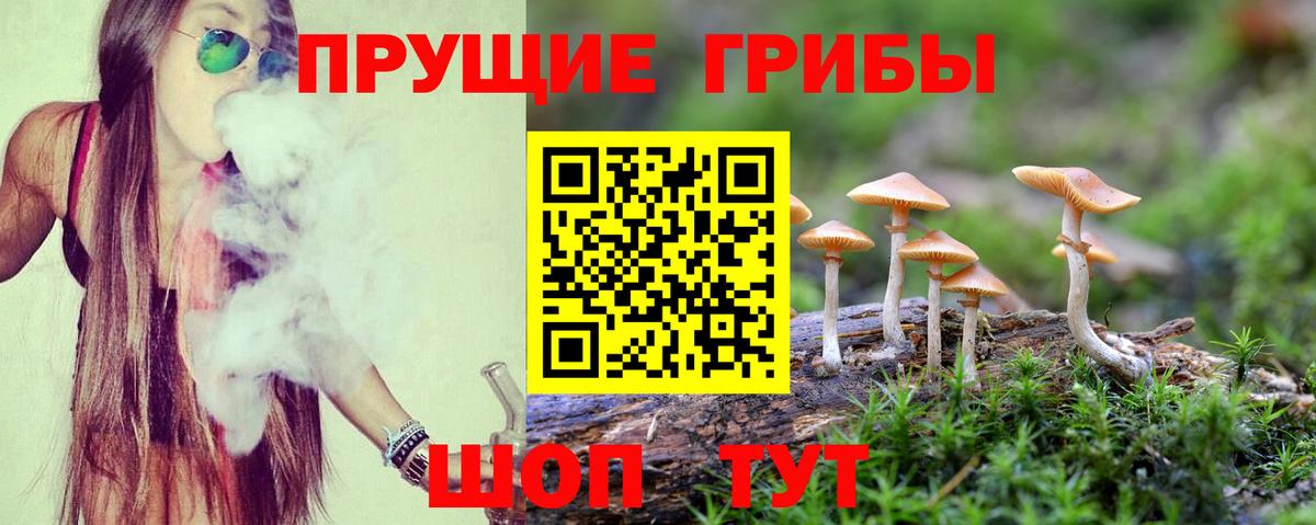 Псилоцибиновые грибы Psilocybe Надым